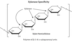 Дриселаза™ из Basidiomycetes sp., BioReagent, для культуры растительных клеток