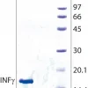 Интерферон-γ человеческий, рекомбинантный, экспрессирован в E. coli, лиофилизированный порошок