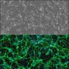 Первичные нейроны спинного мозга крысы (RSpN)