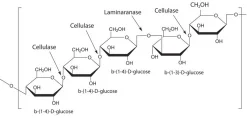 Дриселаза™ из Basidiomycetes sp., BioReagent, для культуры растительных клеток