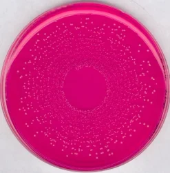 Маннит-солевой агар с феноловым красным, GranuCult prime, гранулированный, для Staphylococcus spp., 500 г