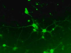 LentiBrite GFP Control лентивирусный биосенсор