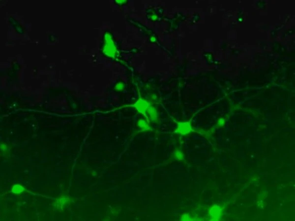 LentiBrite GFP Control лентивирусный биосенсор