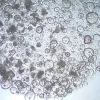 3dGRO® R-Spondin-1 кондиционированная среда, добавка для органоидных культур