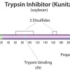 Ингибитор трипсина из сои (Glycine max), порошок, BioReagent, для культур клеток