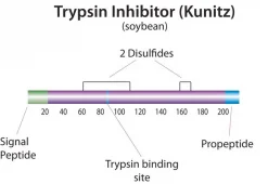 Ингибитор трипсина из сои (Glycine max), порошок, BioReagent, для культур клеток