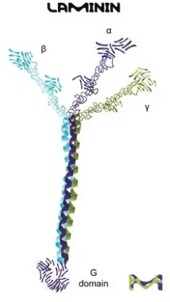 Ламинин из базальной мембраны саркомы мыши Engelbreth-Holm-Swarm, 1-2 мг/мл, BioReagent