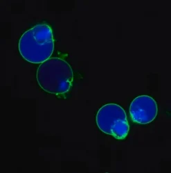 Биотрекер NucView 405 Blue Caspase-3 Dye (PBS)