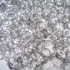 3dGRO® Дуоденальные интестинальные органоиды, возраст 33 (Prep 88-D)