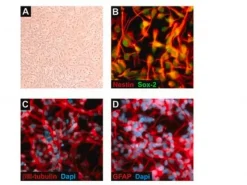 Клеточная линия ReNcell CX человеческих нейральных прогениторных клеток