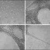 ECM гель из саркомы мыши Engelbreth-Holm-Swarm