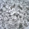 3dGRO® колоректальные интестинальные органоиды, возраст 56 (Prep 84-C)