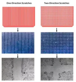 Набор для царапинного анализа Cell Comb™ Scratch Assay