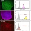 PluriSTEM-XF® среда для культивирования эмбриональных и индуцированных плюрипотентных стволовых клеток человека, 500 мл