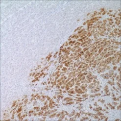 Глипикан-3 (1G12), мышиное моноклональное антитело
