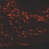 Набор PKH26 Red Fluorescent Cell Linker Midi для общего мечения клеточных мембран