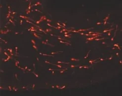 Набор PKH26 Red Fluorescent Cell Linker Midi для общего мечения клеточных мембран