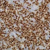 Моноклональное антитело мыши Oct-2 (MRQ-2)