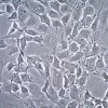 Линия питающих клеток стромы семенников мыши JK1 EmbryoMax®