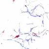 Раствор карбол-фуксина по Цилю-Нильсену для микроскопии