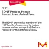 BDNF, человеческий рекомбинантный, Animal Free