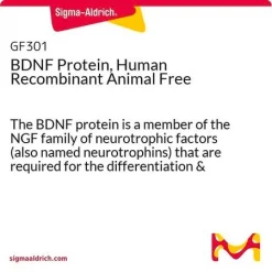 BDNF, человеческий рекомбинантный, Animal Free