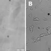 BDNF человеческий, рекомбинантный, экспрессирован в E. coli, без носителя