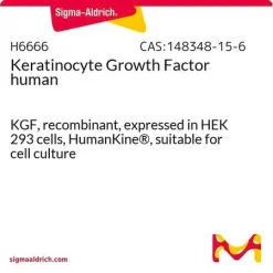 Фактор роста кератиноцитов человека (KGF, FGF-7), рекомбинантный, экспрессирован в клетках HEK 293, HumanKine®