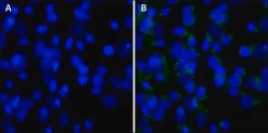 DAPI, дилактат, ≥98% (HPLC)