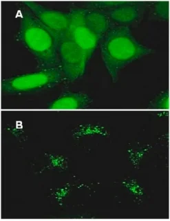 LentiBrite GFP-LC3 лентивирусный биосенсор