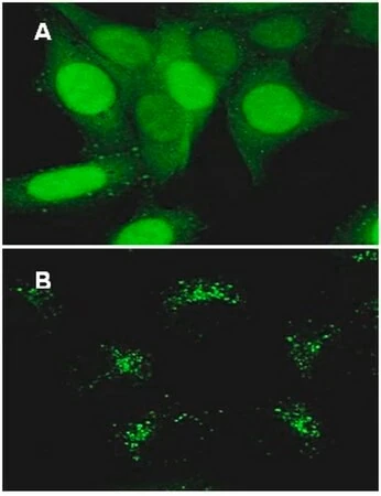 LentiBrite GFP-LC3 лентивирусный биосенсор
