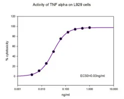 TNF-α человека, рекомбинантный, экспрессированный в E. coli, для клеточных культур