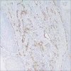 Антитело мышиное моноклональное CD31 (JC70)