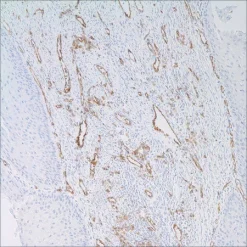 Антитело мышиное моноклональное CD31 (JC70)