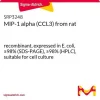 MIP-1 альфа (CCL3) крысы, рекомбинантный, экспрессирован в E. coli