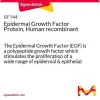 Эпидермальный фактор роста (EGF), рекомбинантный белок человека