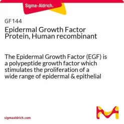 Эпидермальный фактор роста (EGF), рекомбинантный белок человека