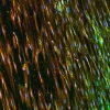 Нановолоконные вставки для многолуночных планшетов с ориентированными нановолокнами, для 12-луночных планшетов