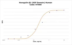 Херегулин-β1 (EGF-домен) человеческий, рекомбинантный, экспрессирован в E. coli