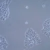 Линия клеток UM-SCC-17A (плоскоклеточная карцинома головы и шеи)