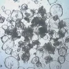 3dGRO® Колоректальные интестинальные органоиды, возраст 45 (Prep 83-C), норма