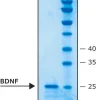 Мозговой нейротрофический фактор человека (BDNF), рекомбинантный, из E. coli, лиофилизированный порошок