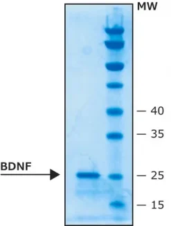 Мозговой нейротрофический фактор человека (BDNF), рекомбинантный, из E. coli, лиофилизированный порошок