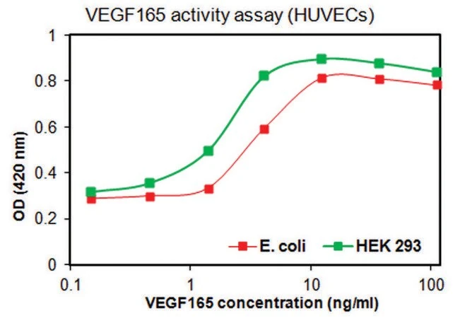 VEGF165, рекомбинантный, экспрессирован в клетках HEK 293, для клеточных культур