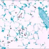 Контрольные слайды Fungi TISSUE-TROL™, мышиное легкое с Candida albicans