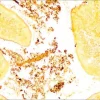 Контрольные слайды Helicobacter TISSUE-TROL™, ткань кишечника мыши с Helicobacter pylori