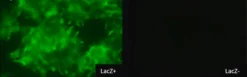 BioTracker 519 Green β-Gal краситель