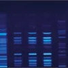 Пластины для ТСХ, целлюлоза F, 25 листов 20×20 см, пластиковая подложка