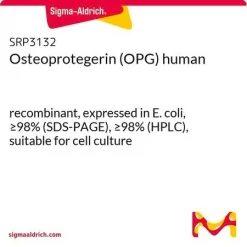 Остеопротегерин (OPG) человеческий, рекомбинантный, экспрессирован в E. coli