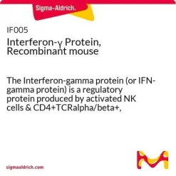 Рекомбинантный мышиный интерферон-гамма (IFN-γ), экспрессированный в E. coli
